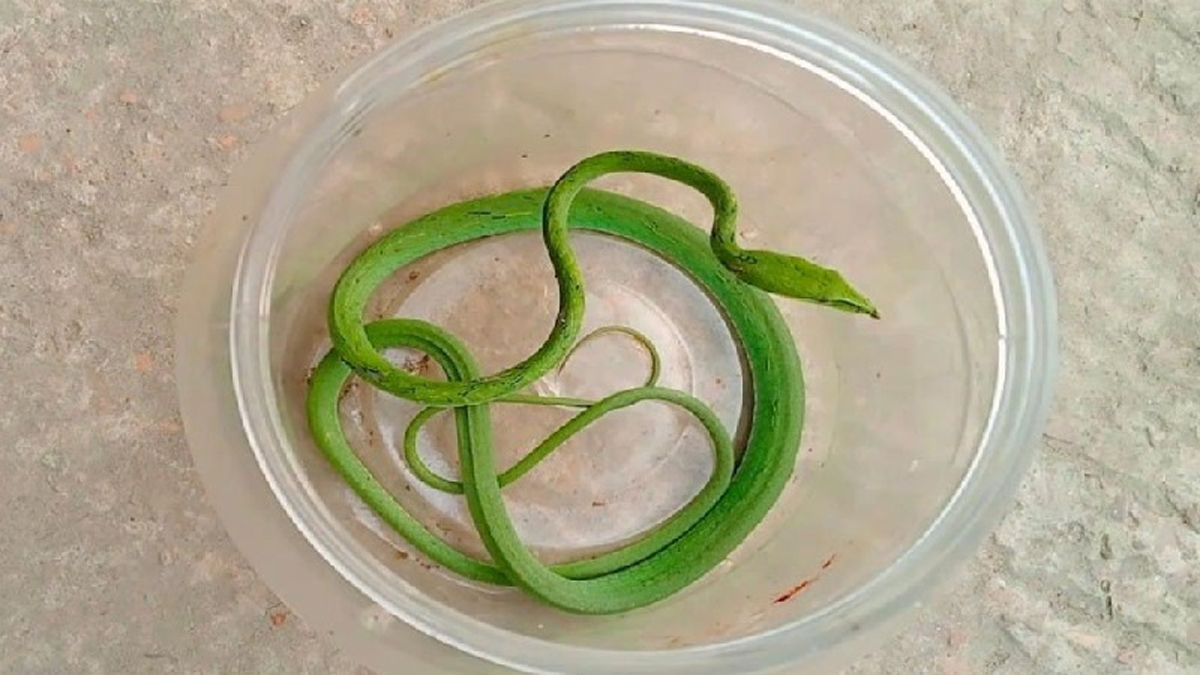 পটুয়াখালীতে বিলুপ্তপ্রায় লাউডগা সাপ উদ্ধার