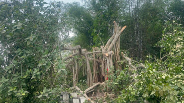 ‘শিরক’ আখ্যা দিয়ে মাদারীপুরে কাটা হলো শতবর্ষী বটগাছ