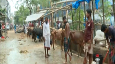 রাজধানীতে গরুর হাটে সরবরাহ কম, ক্রেতাও কম
