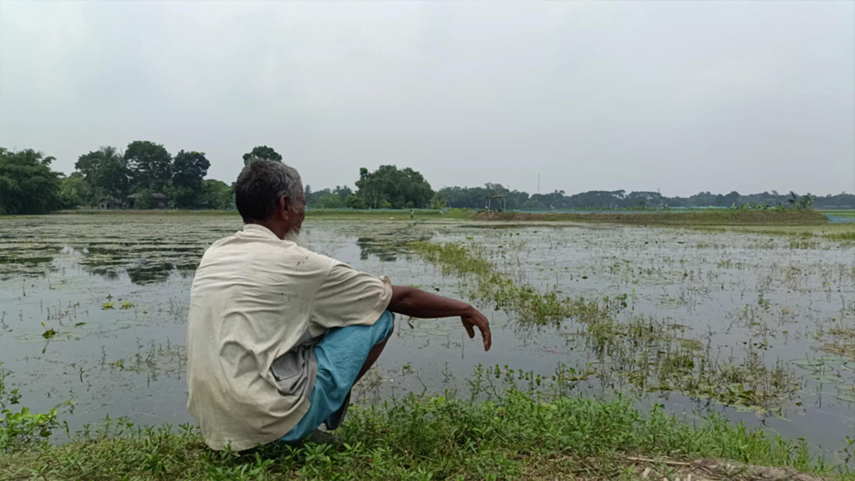 ঝিনাইদহে জলাবদ্ধতায় শত বিঘা জমির ফসল পানির নিচে