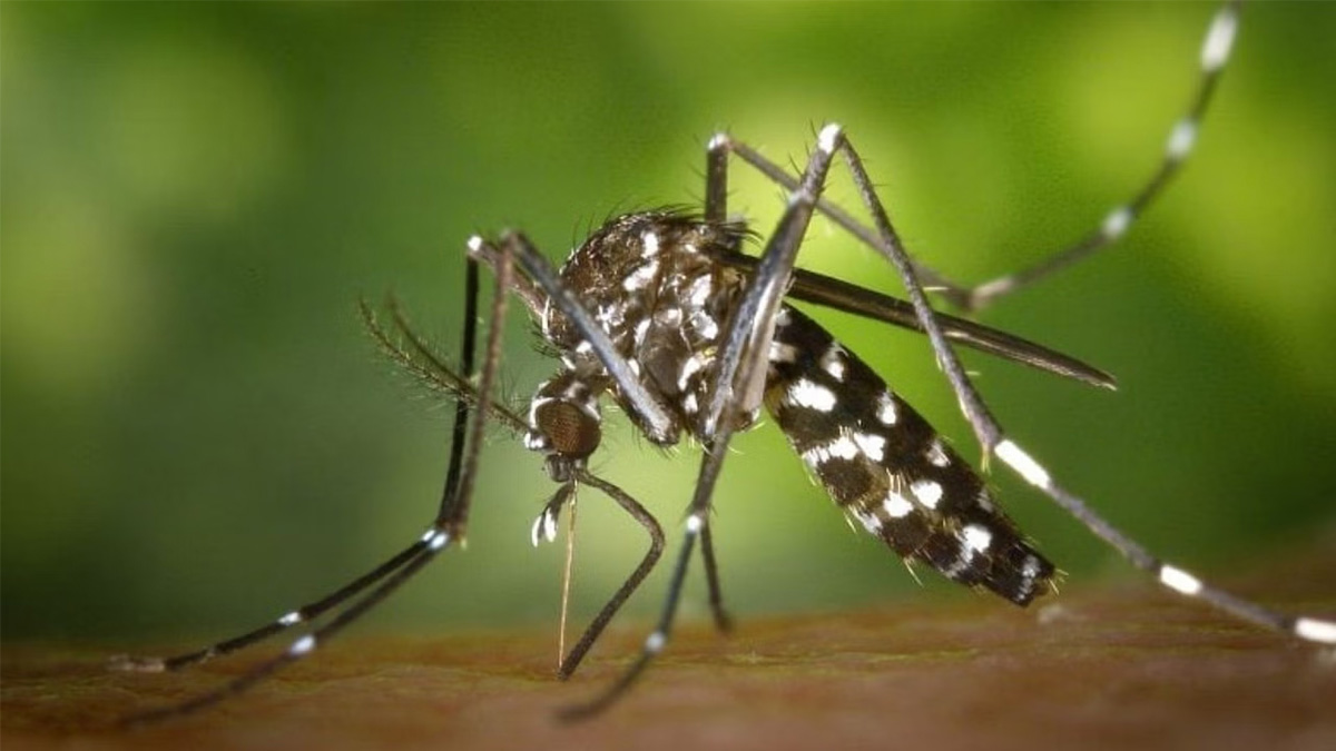ডেঙ্গুতে আরও ৩ জনের মৃত্যু, হাসপাতালে ৪১২