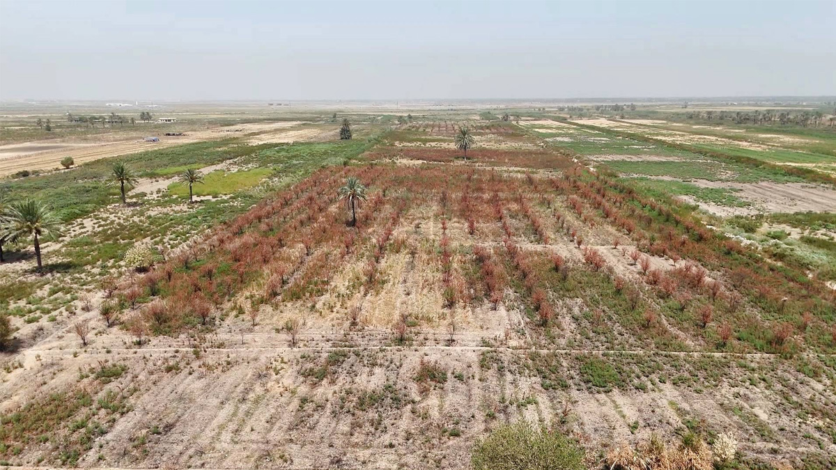 ইরাকে ভয়াবহ খরা, দক্ষিণাঞ্চলে মানবিক বিপর্যয়